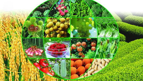 工廠停產下的農業機遇 蔬菜產業能否迎來大發展？