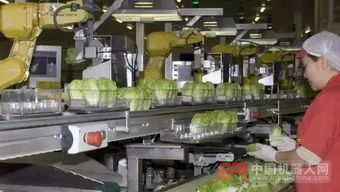 68臺工業機器人日處理55萬棵蔬菜，傳統蔬菜工人面臨轉型挑戰