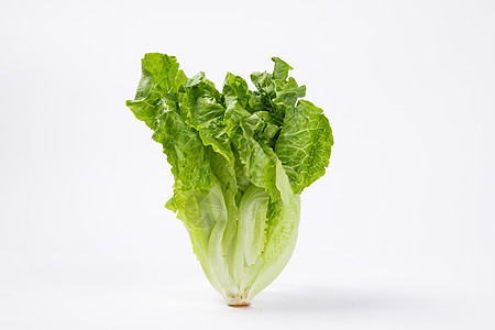 綠意盎然的生命起點 蔬菜白底苗木的培育與價值